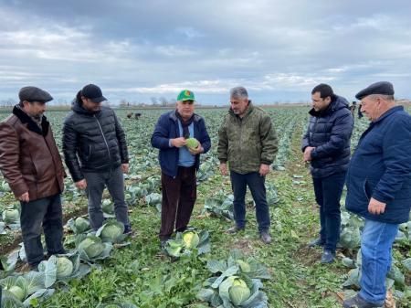 В Дербентском районе Дагестана собирают зимний урожай капусты