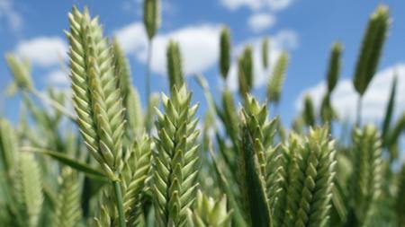 С 25 марта по 23 апреля Минсельхоз Республики Крым осуществляет прием документов на получение субсидий на поддержку сельхозпроизводства растениеводства