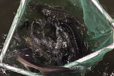 В Тамбовской области увеличилось производство рыбы