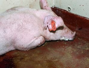 В июне в Польше выявлены четыре вспышки африканской чумы свиней