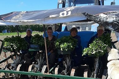 В вологодском СХПК «Племзавод Майский» планируется посадить 7 га товарных плантаций земляники