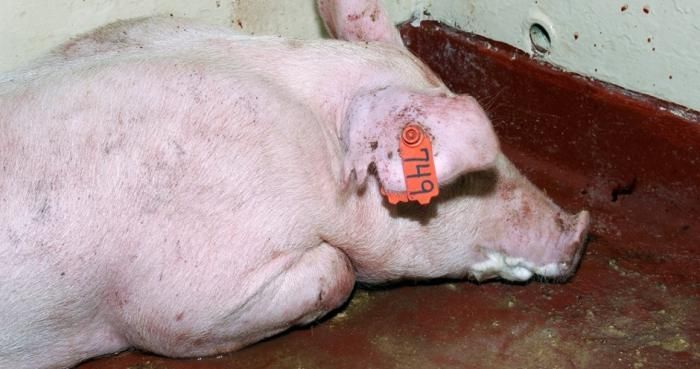 Вспышка африканской чумы свиней произошла на юго-западе Татарстана