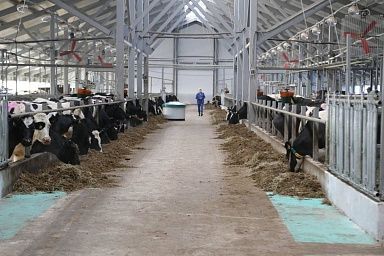 На Вологодчине начнется масштабное освоение заброшенных земель для развития молочного животноводства