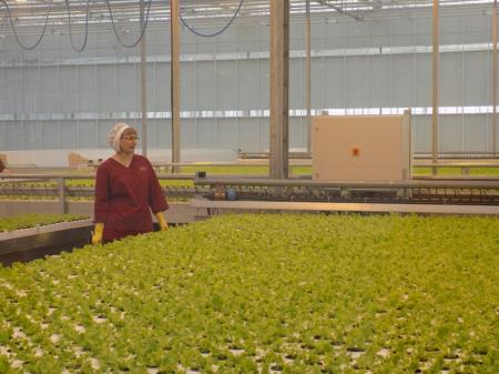 С начала года в кузбасских теплицах вырастили более 7 тыс. тонн овощей