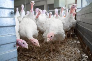 Право на экспорт продукции из мяса птицы в Саудовскую Аравию получили еще 2 российских предприятия