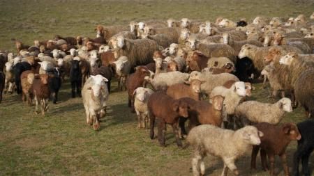 Баттал Батталов ознакомился с зимовкой скота и состоянием пастбищ на севере Дагестана