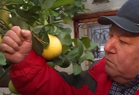 В Ставрополье выращивают цитрусовые