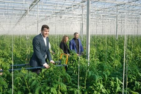 С открытием нового тепличного комплекса в Калининградской области на 40% вырастет производство внесезонных овощей