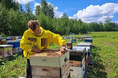 В Томской области пчеловоды с растениеводами повышают урожай гречихи и производство меда