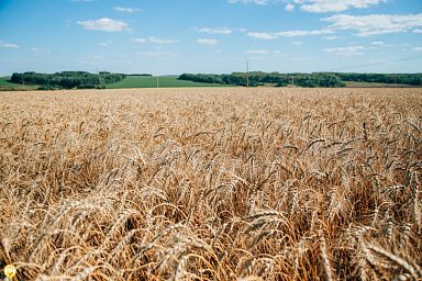 Аграрии Чувашии намолотили более 750 тыс. тонн зерна