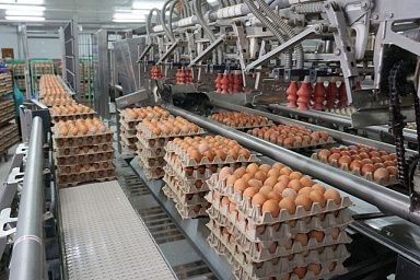 Производство пищевых куриных яиц на Дону выросло на 20%