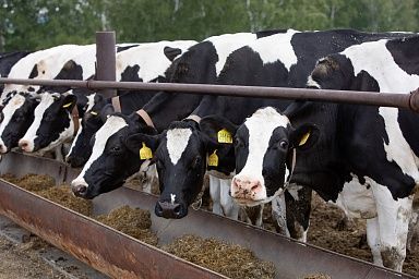 Животноводы Кузбасса и Алтая будут заниматься селекцией крупного рогатого скота и лошадей