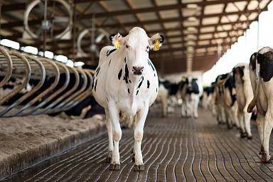 Объём реализации молока в сельхозорганизациях вырос на 5,7%