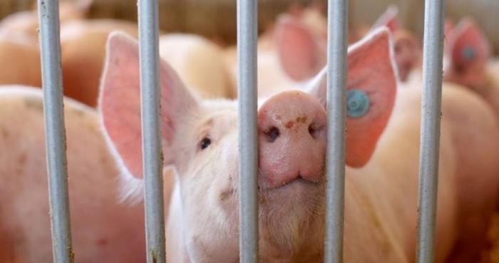 Фермерам Вологодской области рекомендуют отказаться от свиноводства