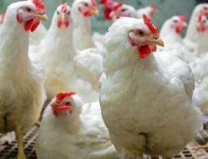 Камчатка: птицефабрика «Пионерское» увеличила производственные мощности