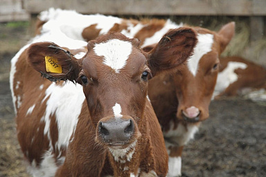 Объём реализации молока в сельхозорганизациях вырос на 5,8%