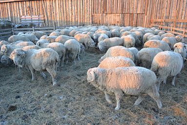 Овцеводам Забайкалья выплатили субсидии за реализованное на переработку мясо