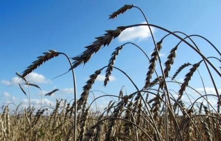 Качество собранного в Новосибирской области зерна подтвердили специалисты