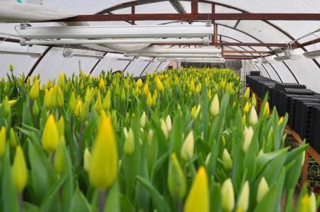 В Вологодской области увеличены площади посадки тюльпанов к 8 марта