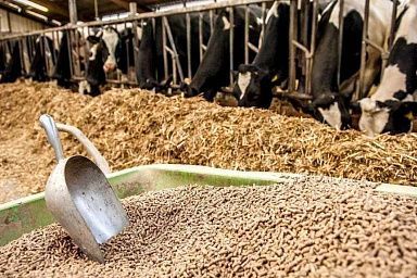 За десять месяцев 2023 года в ДНР увеличилось производство кормов для сельхозживотных