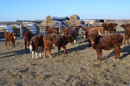 Более миллиона голов скота вошло в зимовку в Забайкалье