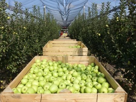 Крымские аграрии собрали более 20 тыс. тонн яблок