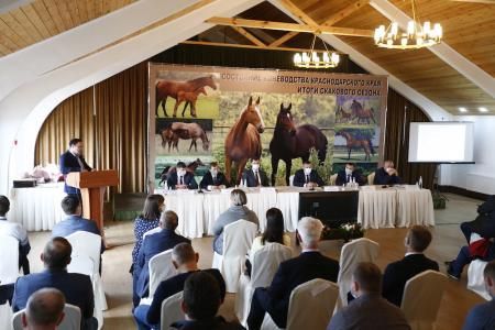 В Краснодарском крае на поддержку коневодства в этом году направят порядка 50 млн рублей