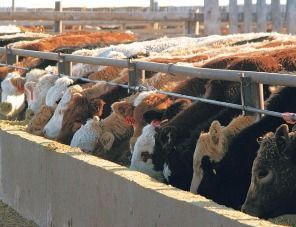 В Бурятии создадут агрокластер для развития мясного скотоводства