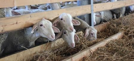 Овцеводческий агрокомплекс с содержанием до 10 тыс. голов планируется создать в подмосковном городском округе Серпухов