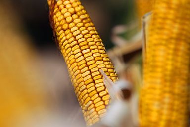 В Кабардино-Балкарии собрали первые 40 тыс. тонн зерна кукурузы