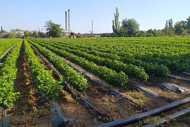 В Крыму стартовала апробация виноградных насаждений