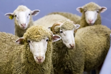 Фестиваль стрижки овец пройдет в Забайкалье
