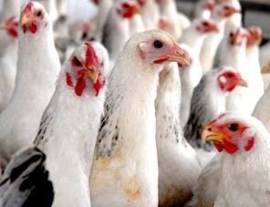 Фермеры Непала пострадали от птичьего гриппа и пандемии COVID-19