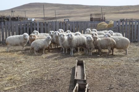 Более 8 тыс. овец передали жителям Забайкалья в рамках социального проекта