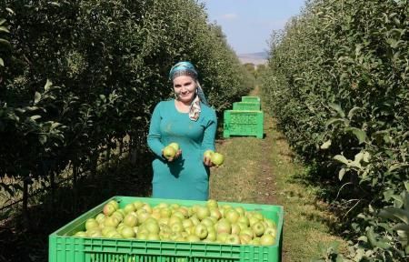 В Ингушетии собрали более 25 тыс. тонн яблок