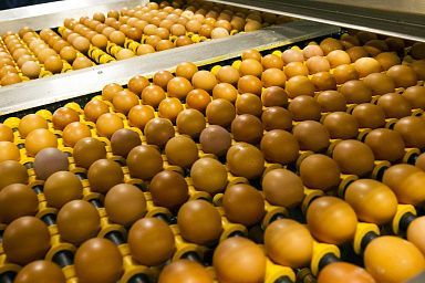 Цены на яйцо куриное в ЛНР останутся низкими