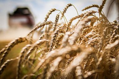 Три миллиона тонн зерновых уже  в закромах липецких аграриев