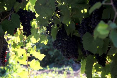 Инвесторы проявляют высокий интерес к развитию виноградарства и виноделия на территории Ставрополья