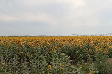 До конца года в Ростовской области планируют открыть новый селекционно-семеноводческий центр