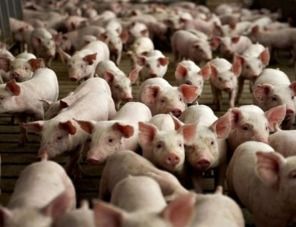 ИМИТ: за год живые свиньи на российском рынке подешевели на 15%