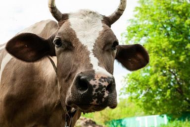 В Республике Дагестан развивают молочное скотоводство