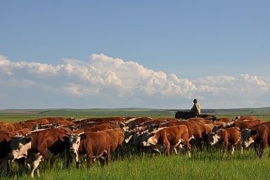 Фермерские хозяйства в Забайкалье до конца года создадут более 40 рабочих мест