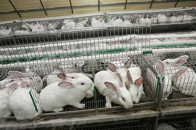 Более 35 тыс. кроликов разводят в Подмосковье