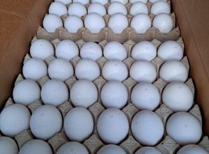 Видео: Россельхознадзор проконтролировал вторую поставку турецких пищевых яиц в Россию