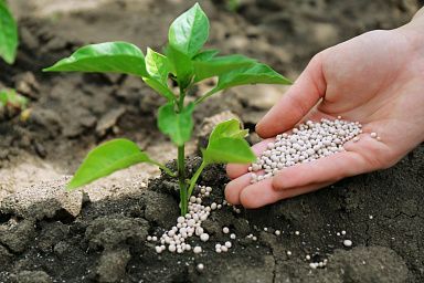 Аграрии Тамбовской области увеличивают объемы внесения минеральных удобрений на сельскохозяйственных полях