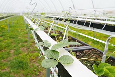 В Ивановской области «Шуйские ягоды» увеличивают производство, используя меры господдержки