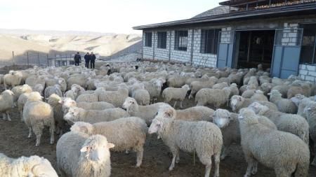 В Левашинском районе Дагестана внедряются современные формы производства баранины