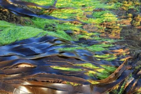 Глава Бурятии поручил изучить вопрос качественного состава водорослей озера Могой