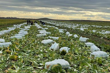 В Дербентском районе Дагестана собирают зимний урожай пекинской капусты