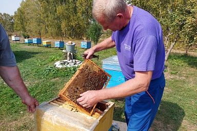 В Кузбассе активно развивается пчеловодство